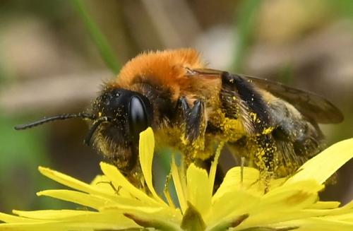 Réf. 339 276 : Andrena nitida